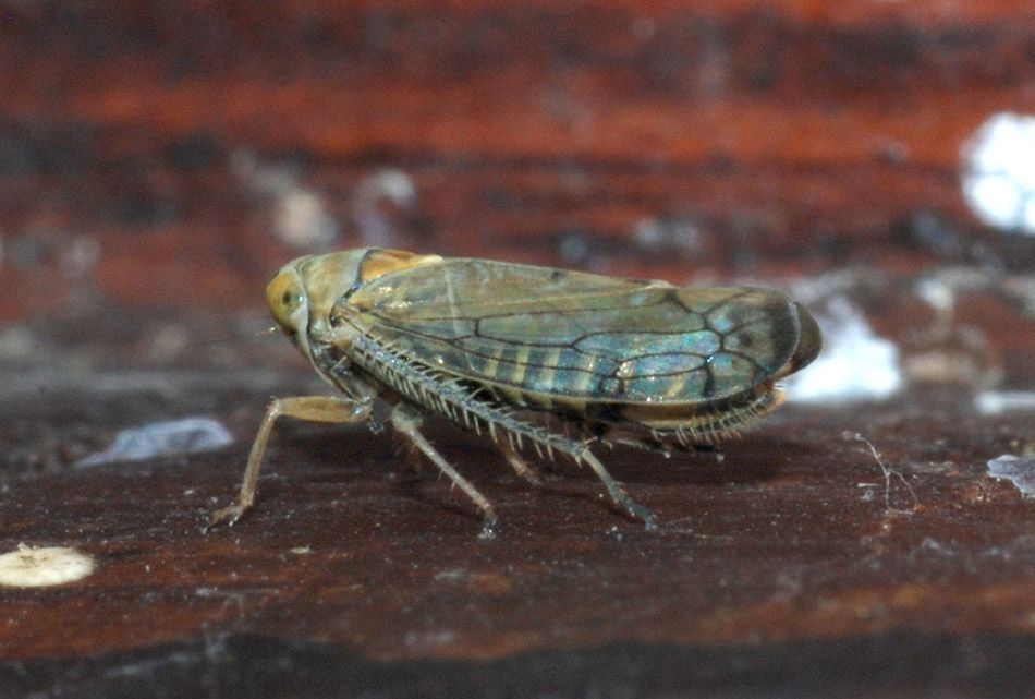 Cicadellidae da determinare....varie specie